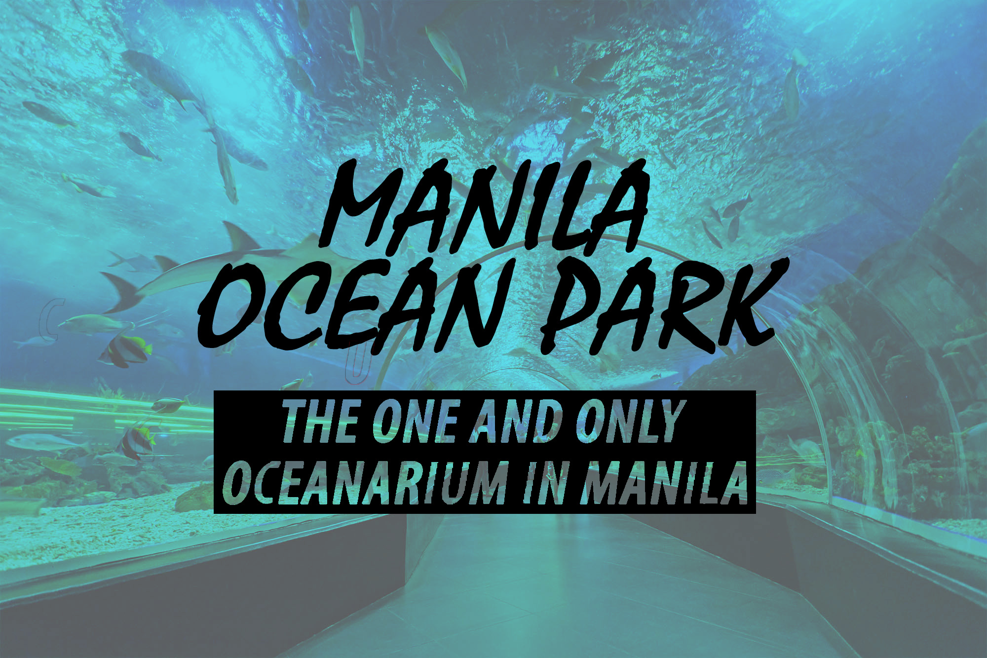 Manila ocean park manila philippines aquarium oceanarium marine
