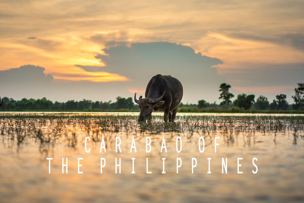 carabao philippines farming heritage culture water buffalo