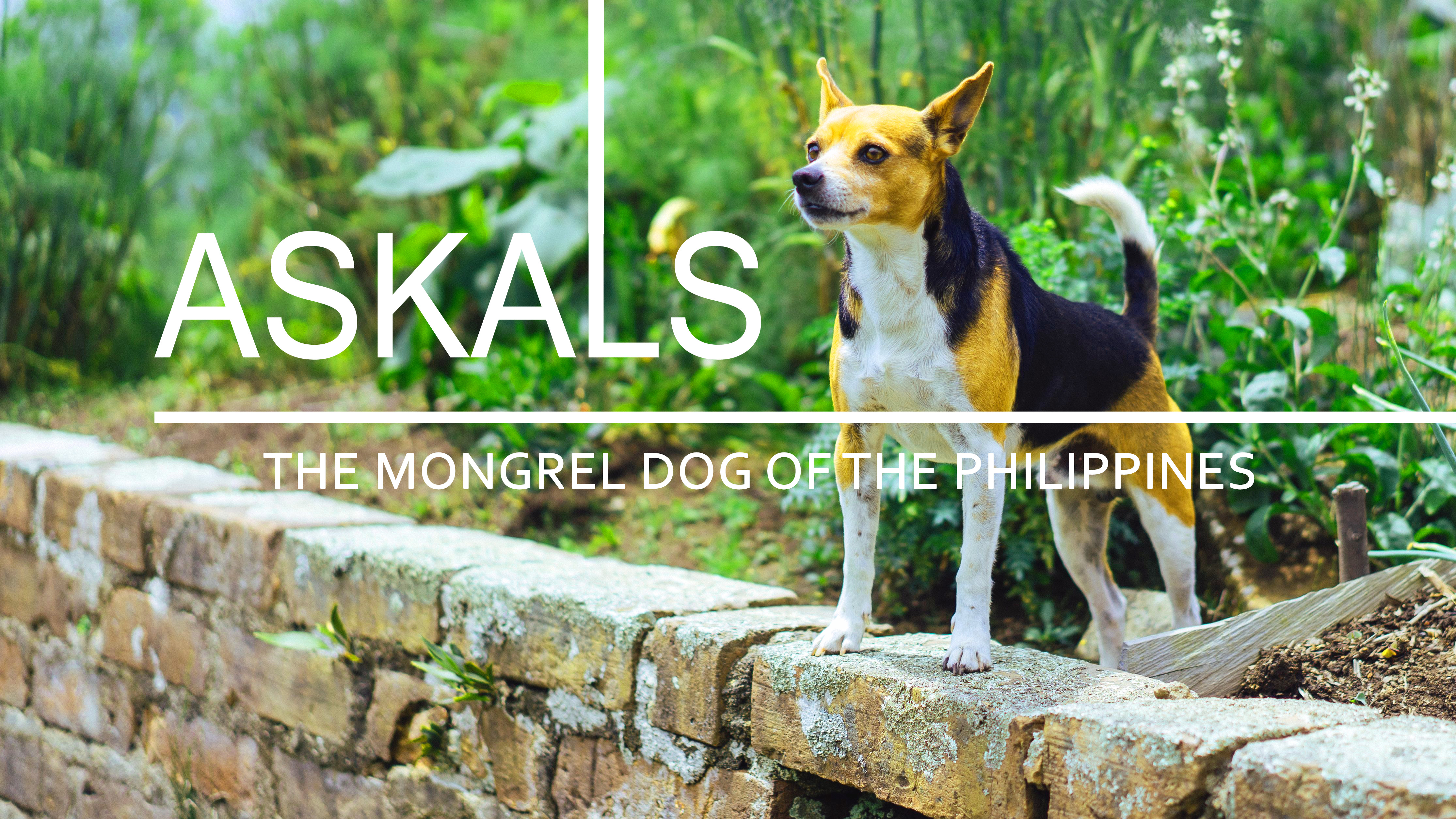 Askal, aspin, street dog, philippines