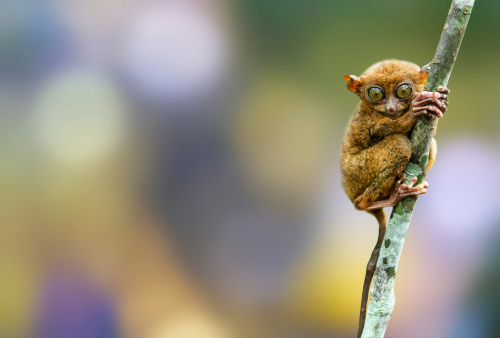 Tarsier, rare animal, animals of the Philippines, carabao animal