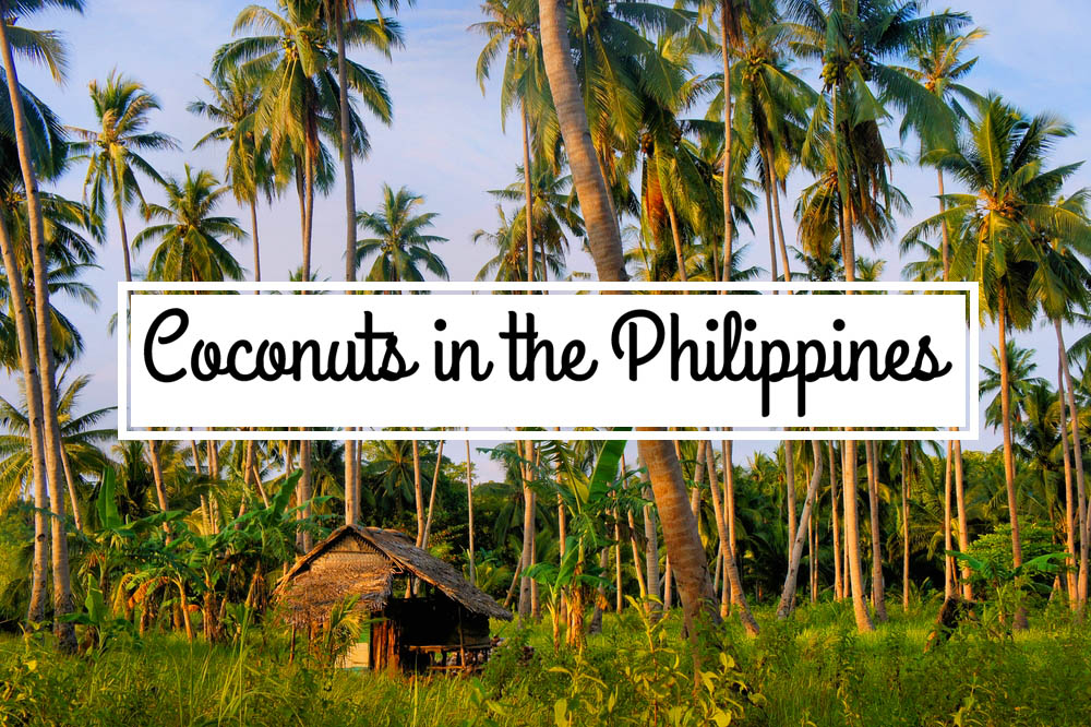 Coconut coconuts plantation harvest philippines yoland