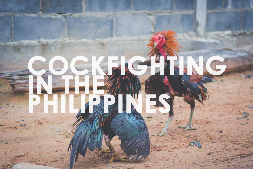 cockfighting, philippines, sabong, derby, cruelty, breeds, farms