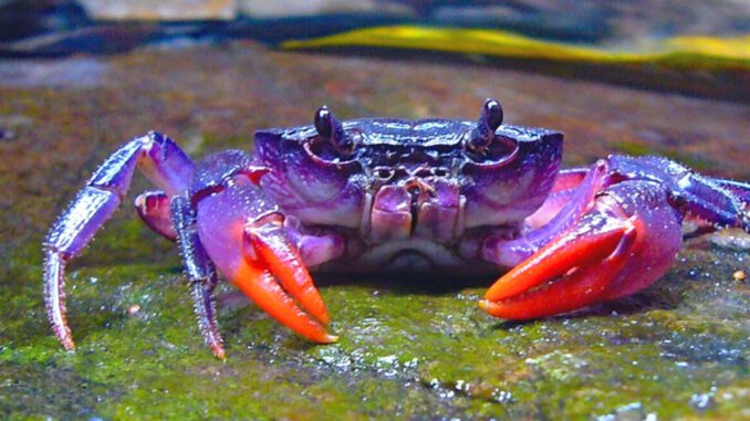 purple, crab, palawan, insulamon, animals, philippines, island, group, palawanese
