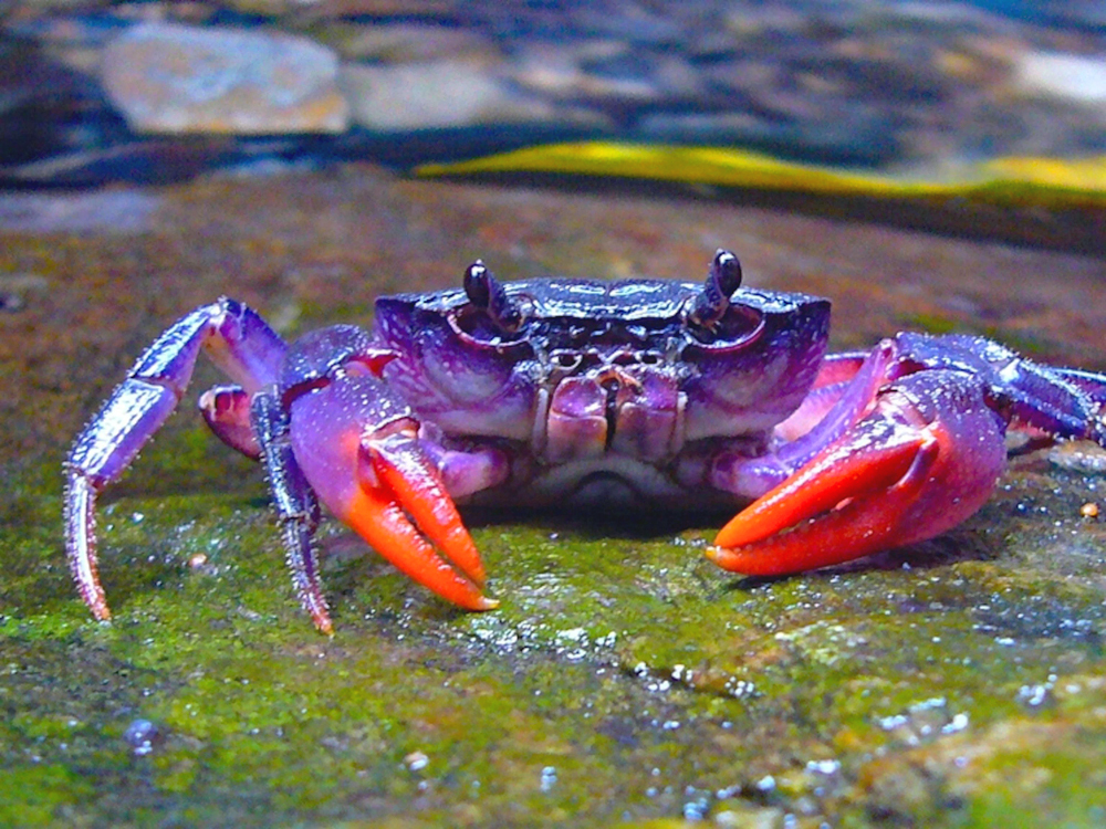 purple, crab, palawan, insulamon, animals, philippines, island, group, palawanese