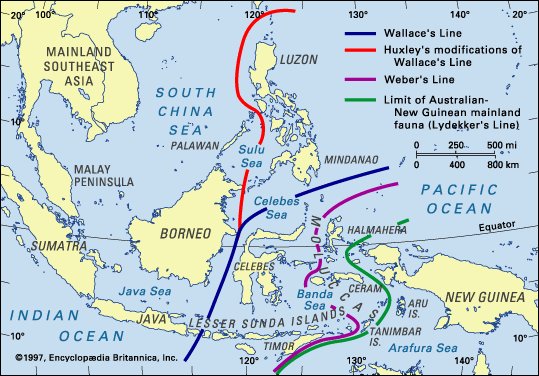 Homo Luzonesis in the Philippines