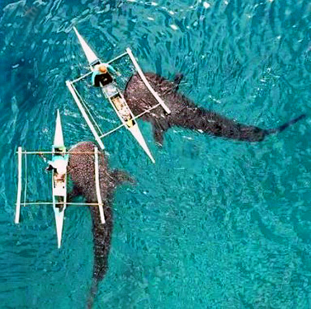 whale shards of oslob, cebu