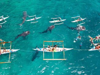 whale sharks, oslob, cebu