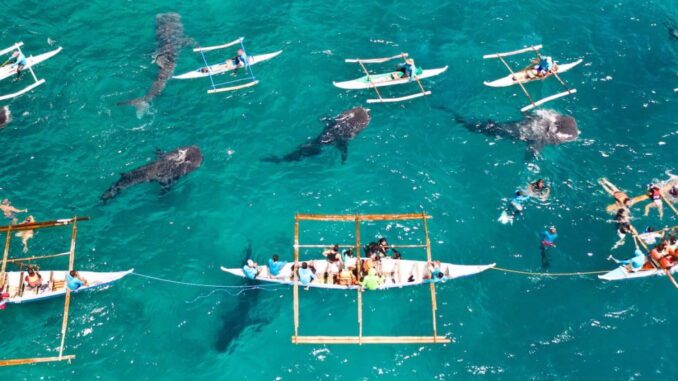 whale sharks, oslob, cebu