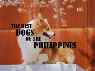 Dogs, philippines