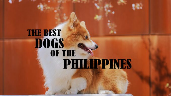 Dogs, philippines