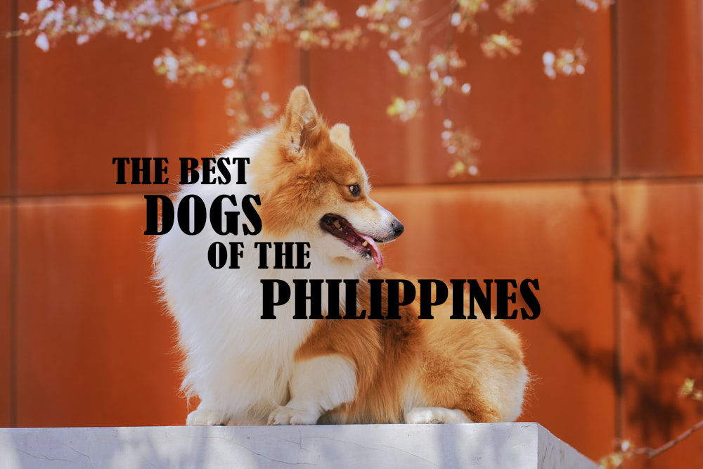 Dogs, philippines